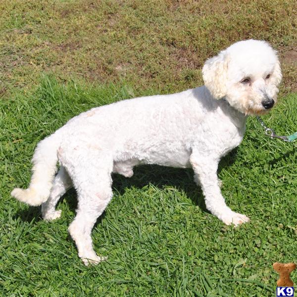 Stud Dogs - Bichon Frise
